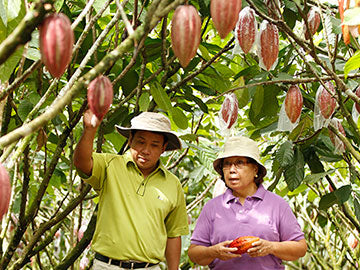 Heirloom Cacao Project