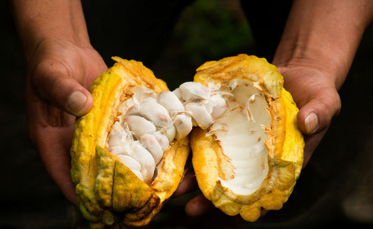Large Fruit of Cacao bar